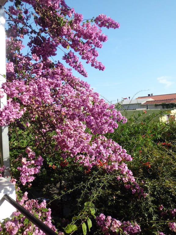 Apartments Viskovic Makarska Dış mekan fotoğraf
